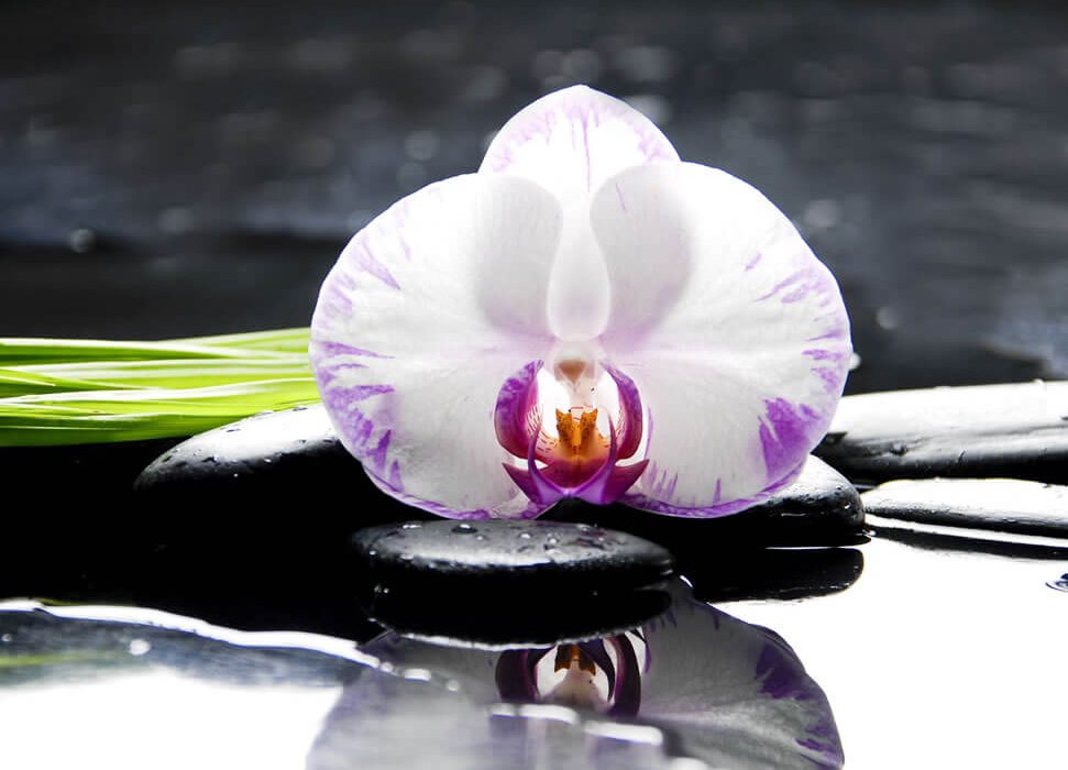 Natural Anti-Age Serum
