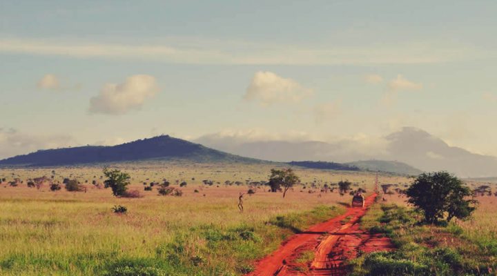 5 Safe Travel Tips for an Exciting Jungle Safari