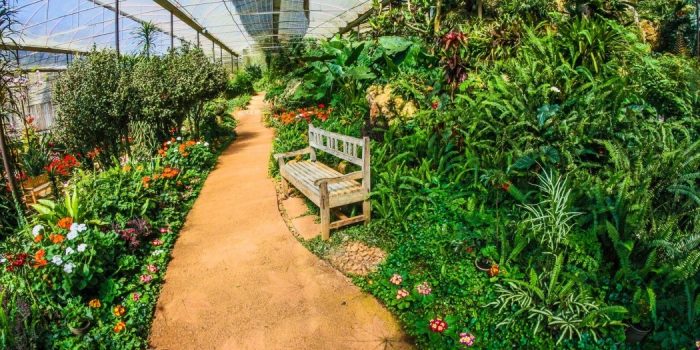 Indoor Gardening Vs. Outdoor Gardening – Which One You Should Prefer?