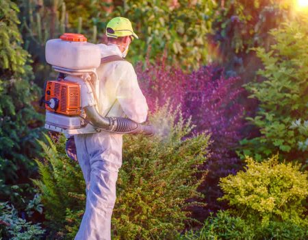 Exploring the Growing Health Threat of Household Pests
