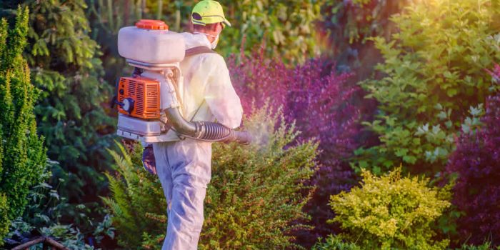 Exploring the Growing Health Threat of Household Pests