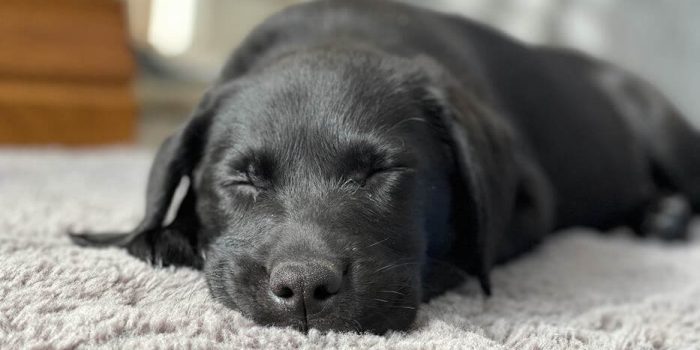 Comparison of Carpet Cleaning Methods