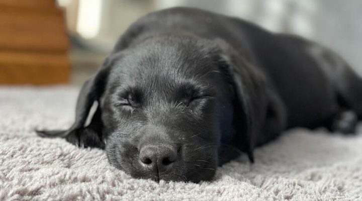 Comparison of Carpet Cleaning Methods