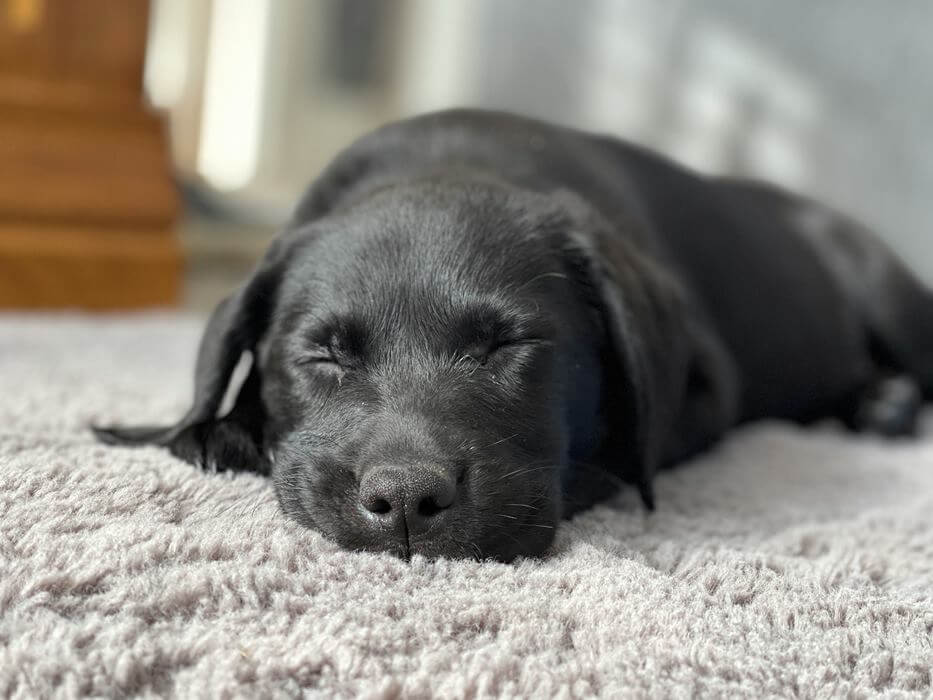 Comparison of Carpet Cleaning Methods